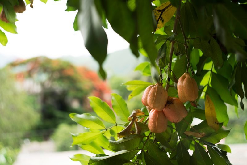 Ackee Frucht