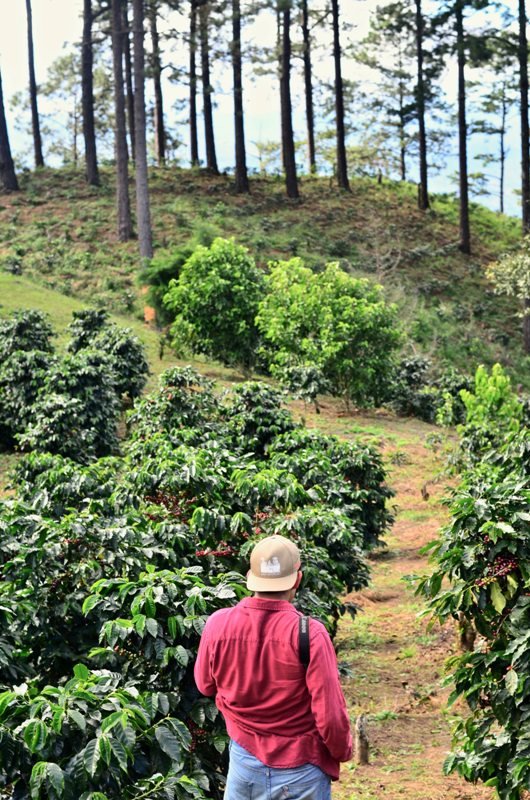 Blue Mountain Kaffee