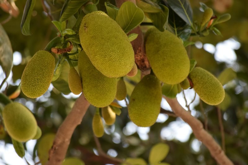 Jackfruit - Brotfrucht - Jamaika Essen