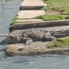 Krokodille Black River_2