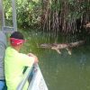 Alligator in Jamaika